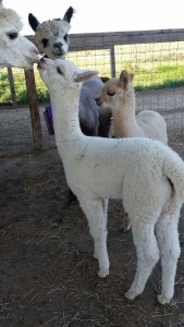 Alpaca baby giving mom a kiss