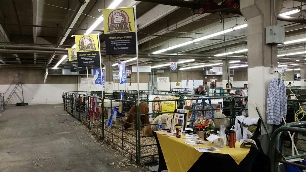 GWAS stalls for absaroka Alpacas