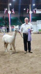 Absaroka Carolina La Belle Reserve Color Champion